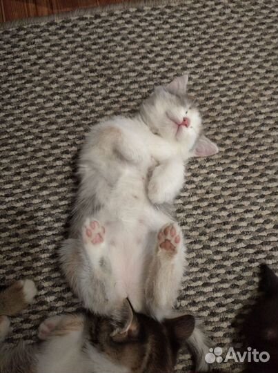 Котята в добрые руки