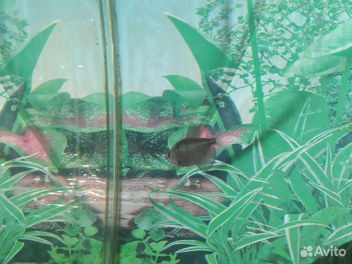 Аквариумные рыбки