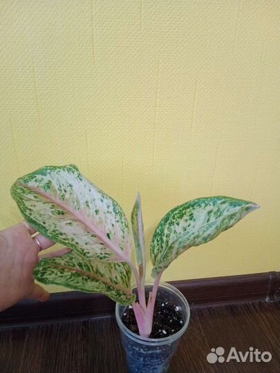 Аглаонема 10 Карат