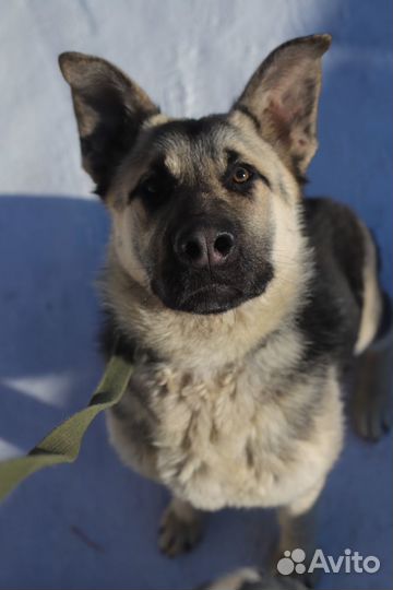 Передержка Собак крупных и средних