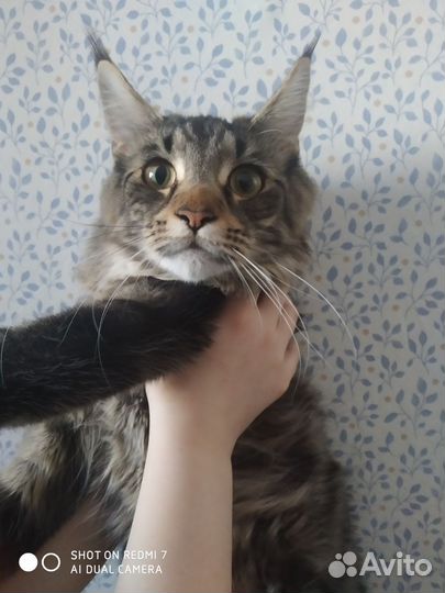 Мэйн кун кошка для вязки