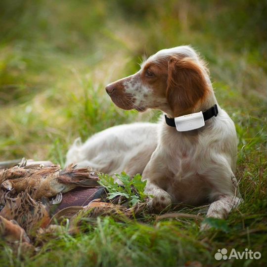 Электронный ошейник для собак