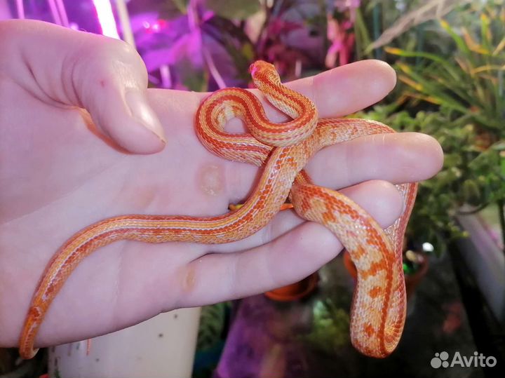 Маисовый полоз Amel и Snow Tessera, подростки