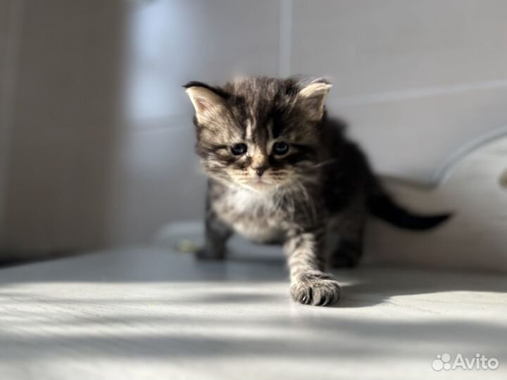 Котята мейн-кун бесплатно