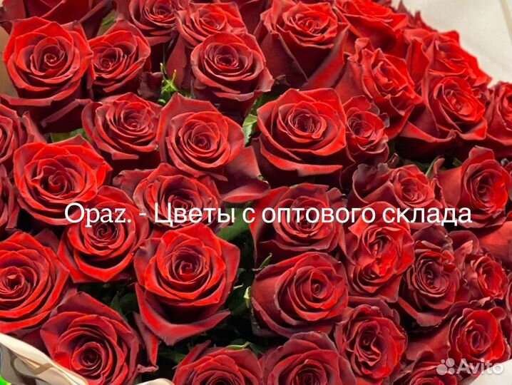 Розы Эквадор 70см