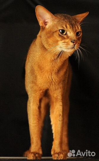 Кот на вязку