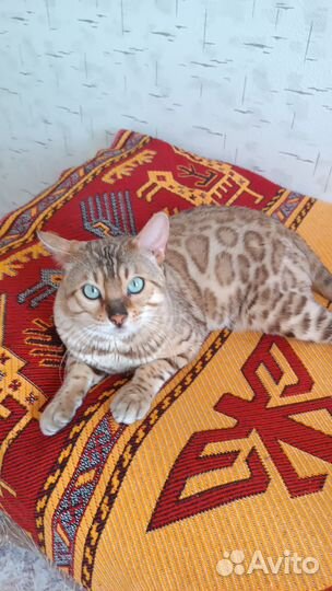 Продаётся кот снежный бенгал