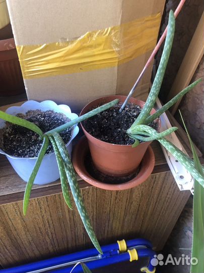 Комнатные цветы