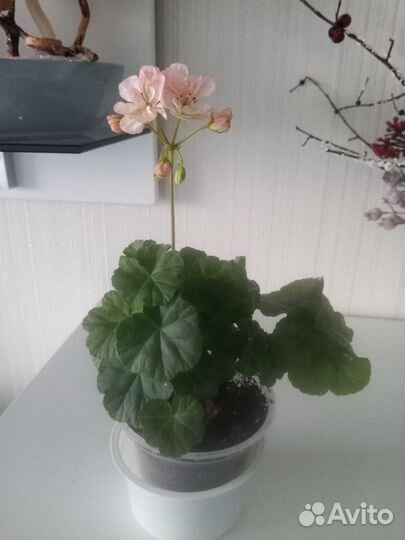 Пеларгония герань, сортовая, полукарликовая