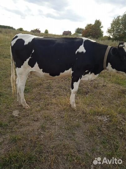 Продаю нетель