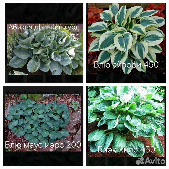 Хоста более 45 сортов