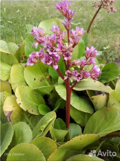 Индийский чай (бадан)