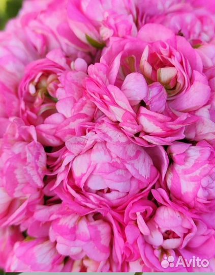 Пеларгония