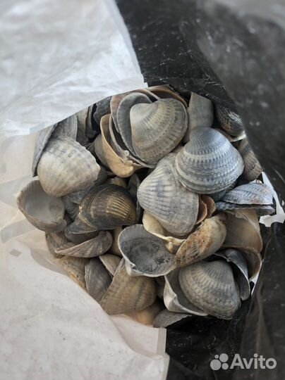 Морские ракушки раковины разных размеров много