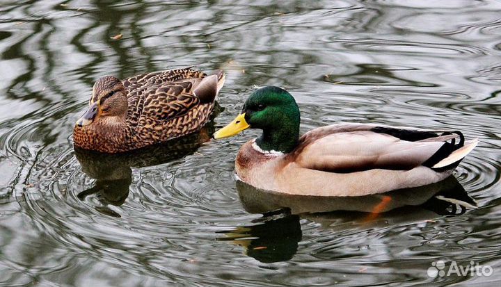 Продам подсадных уток