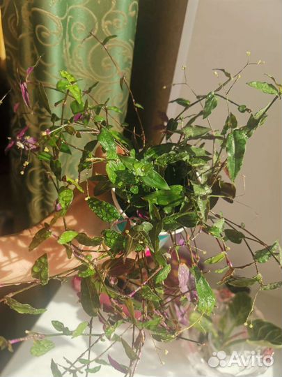 Каллизия Традесканция micro