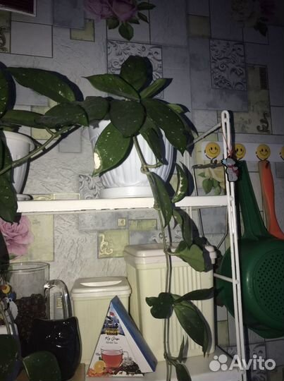 Цветок хлоя