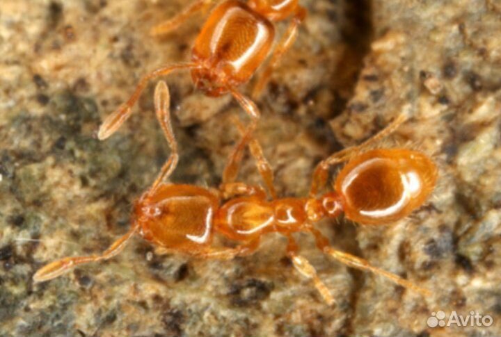 Муравей вор. solenopsis fugax