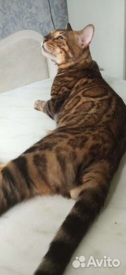 Бенгальский кот. Вязка