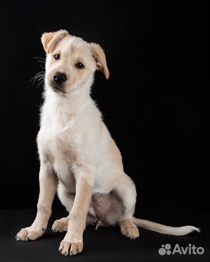 Щенки в добрые руки