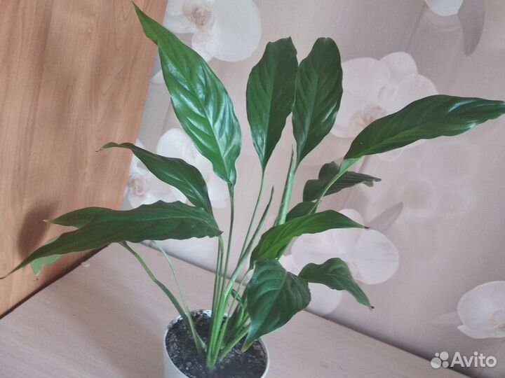 Комнатные растения цветы