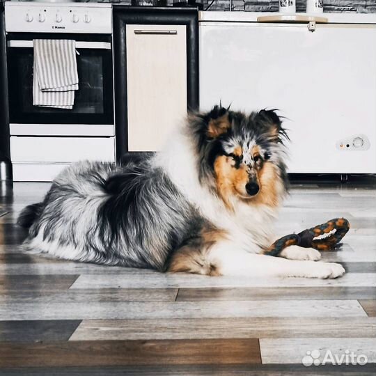 Домашняя передержка собак