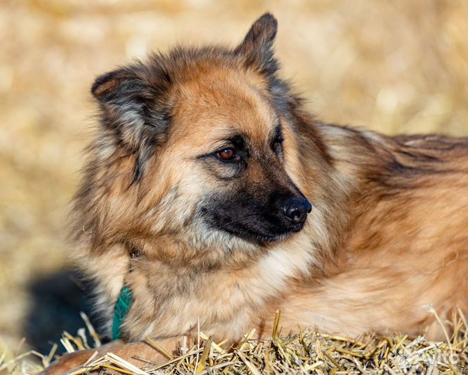 Собака Сахалин