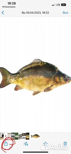 Кормленая рыбка