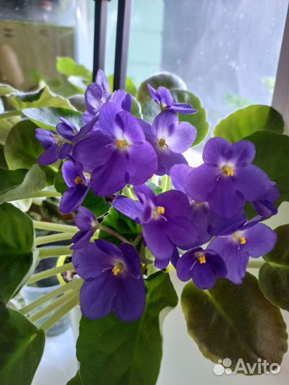 Фиалки сортовые, колеус аватар, фикус Бенджамина