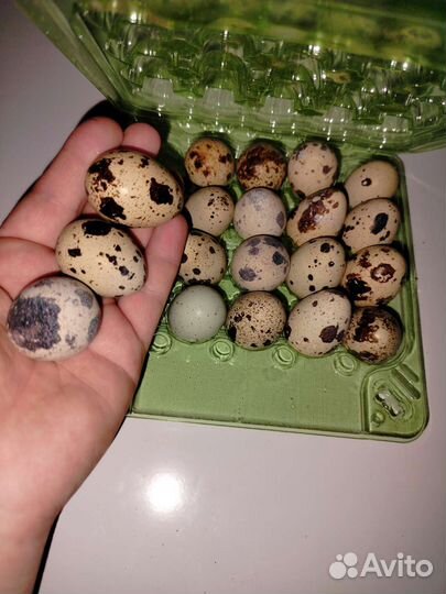 Яйца перепелиные инкубационное