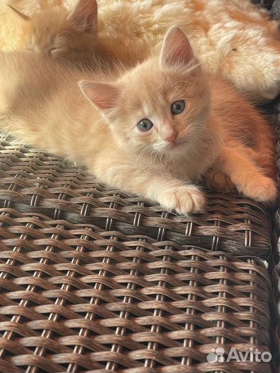 Котята крысоловы и мышеловы