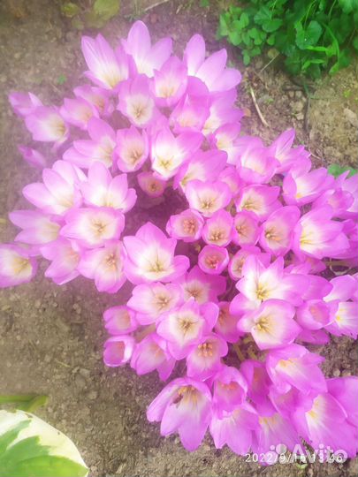 Колхикум (Безвременник)