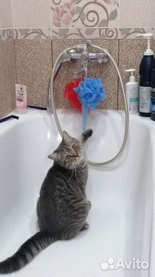 Шотландский кот вязка