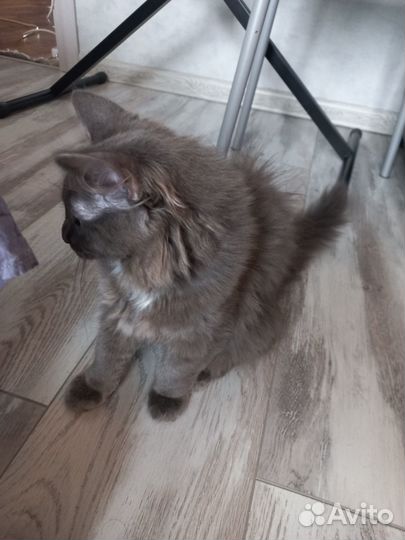 Котик 4 месяца