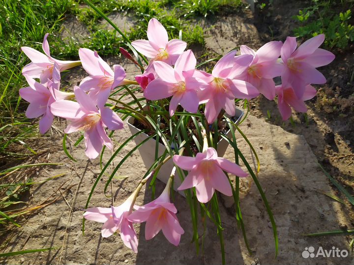 Зефирантес грандифлора