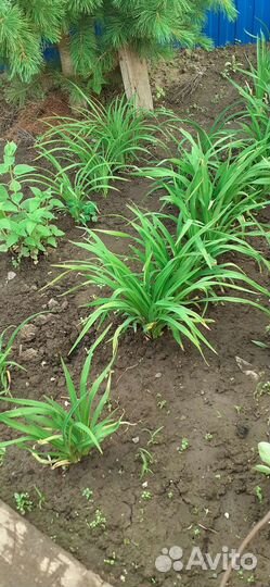 Многолетние цветы