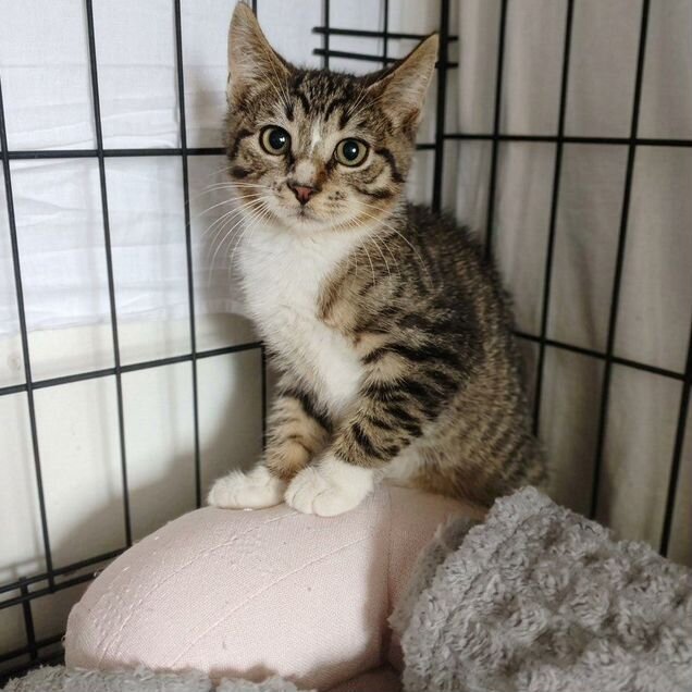 Котёнок в добрые руки