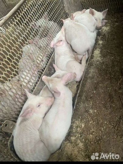 Поросята