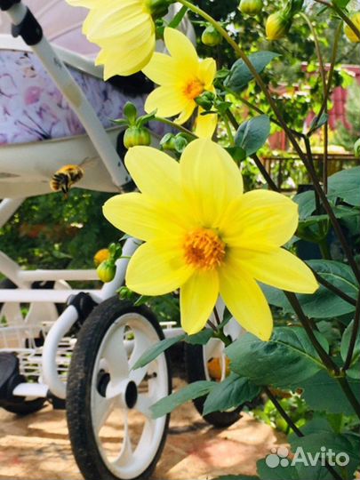 Коляска 2 в 1 Sofia