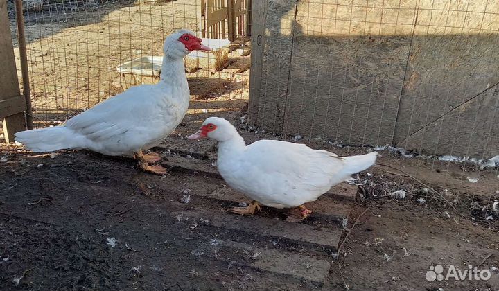 Утята и подростки на племя мускусной утки тяж. л