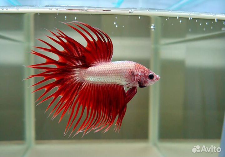 Рыба петушок