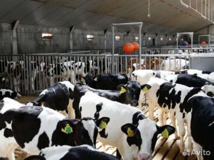 Телята бычки