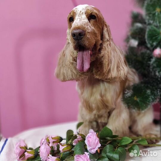 Стрижка собак и кошек (тримминг)