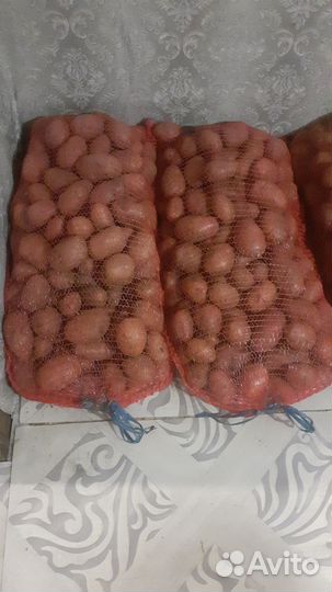 Картофель