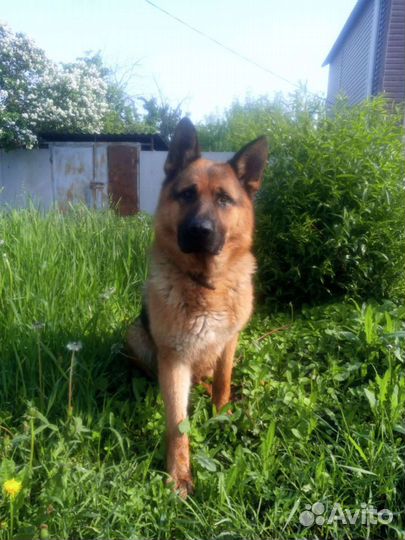 Немецкая овчарка вязка мальчик ищет невест