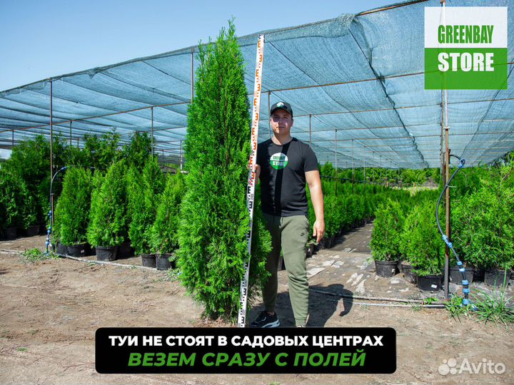 Туи 1,8 метра свежая копка 2023