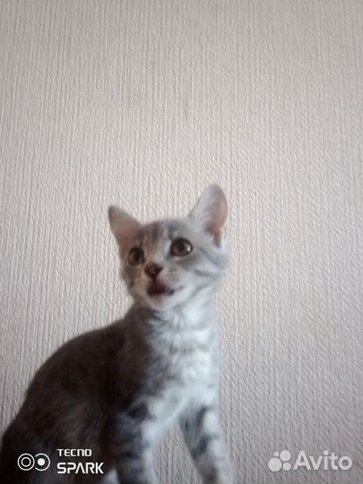 Кошка в дар бесплатно