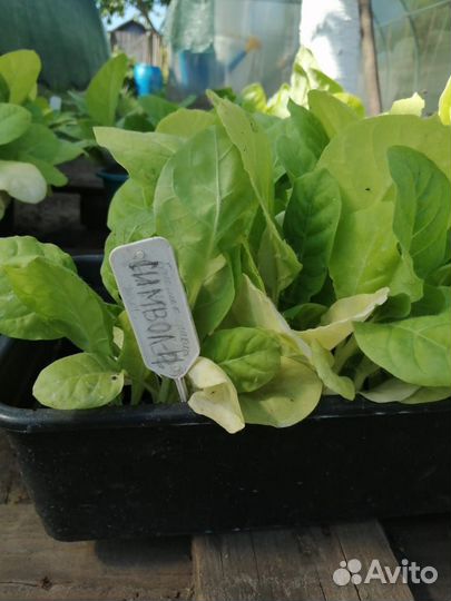 Рассада табака