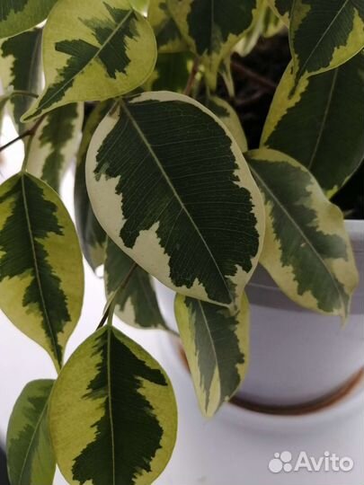 Укорененный росток фикуса бенджамина