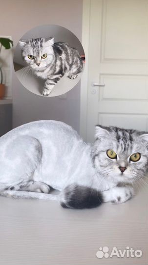 Стрижка котов и кошек